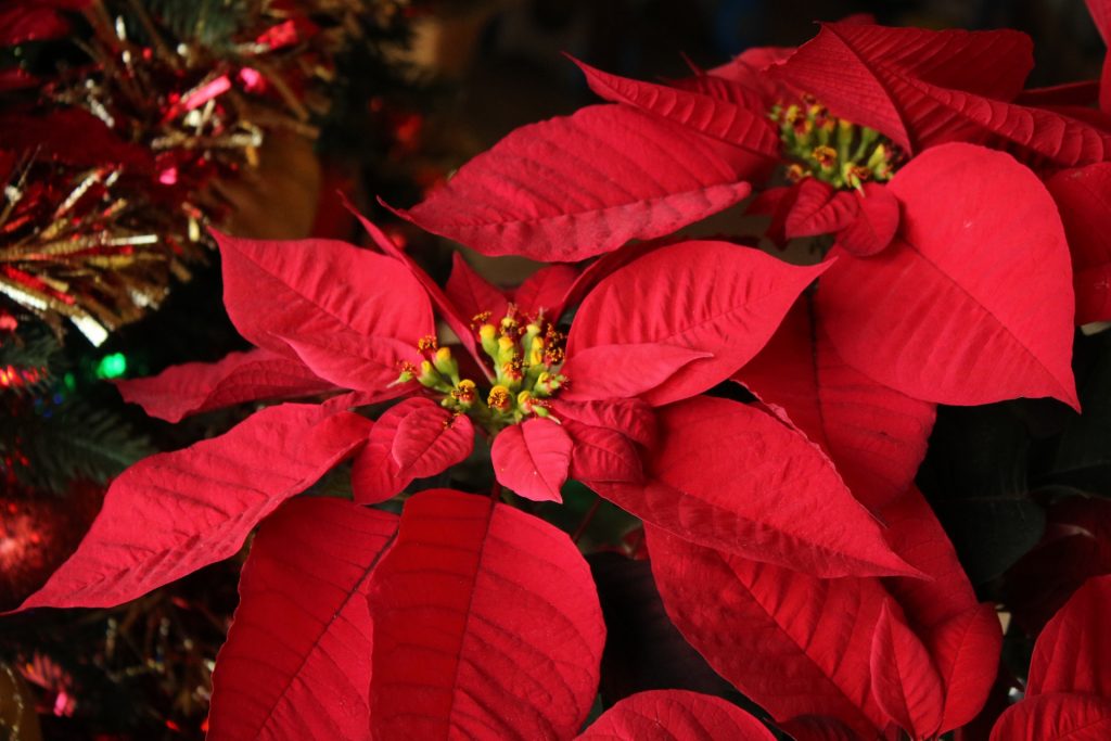 How The Poinsettia Became The Flower of Christmas