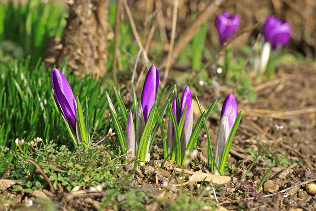 Purple flowers