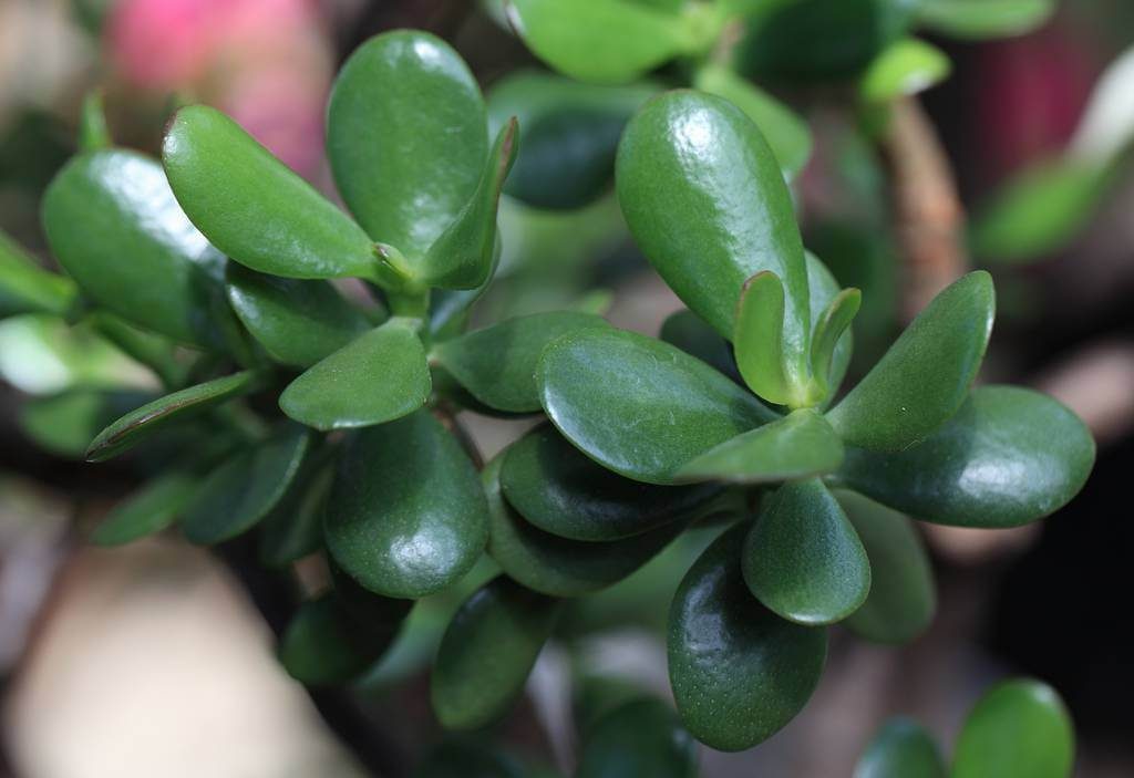 Jade plant