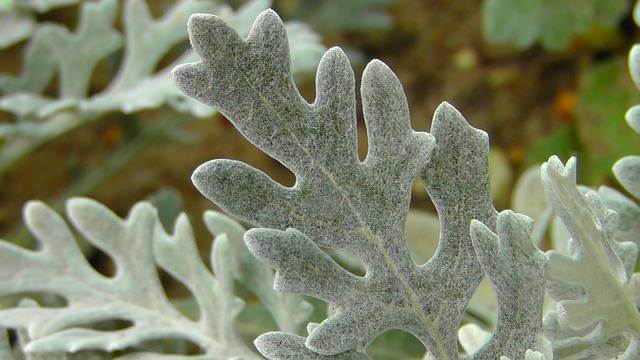 Silver Leaf plant
