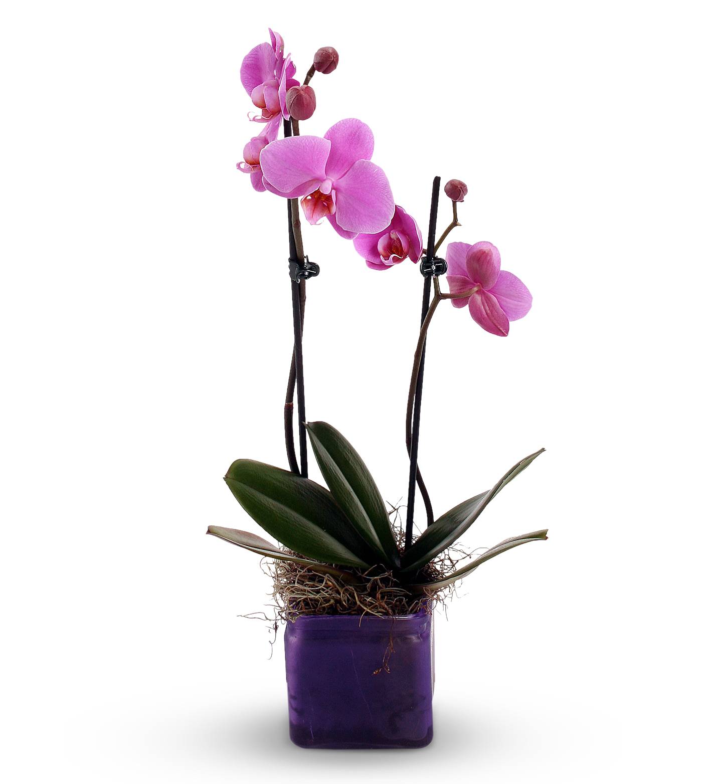 How To Take Care Of An Orchid Plant
