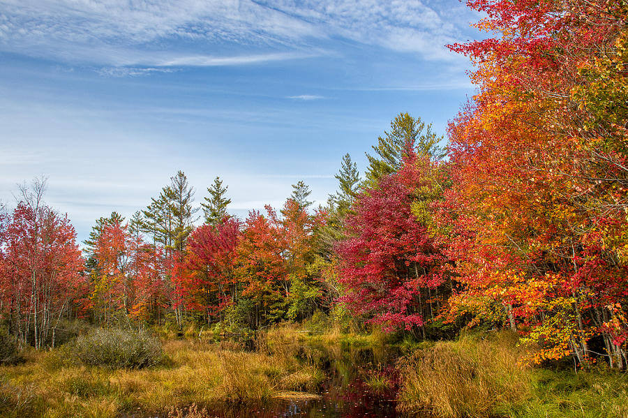 Fall colored trees