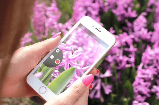 Identify Mystery Flowers And Plants With These Apps