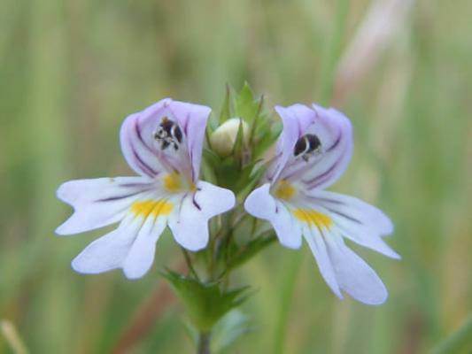 Irish Eyebright