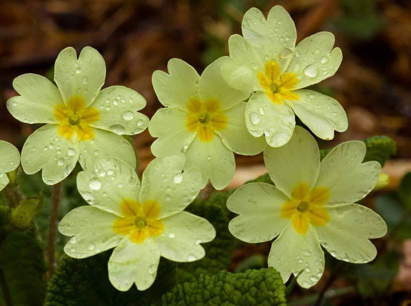 Native Plants Of Ireland