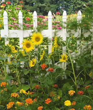 Summer garden 2