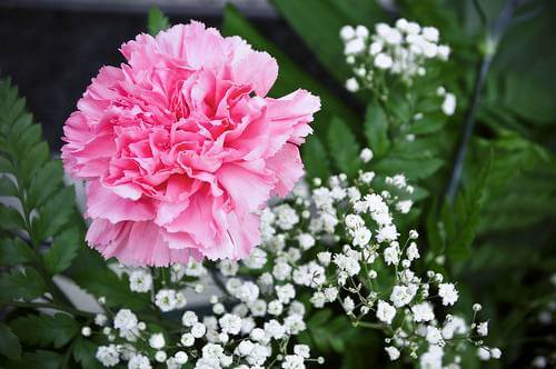 Pink Carnation