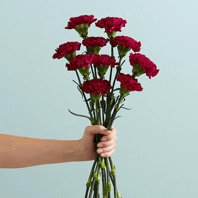 dark red carnation