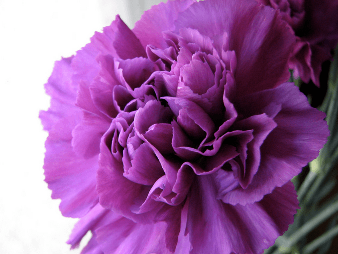 January’s Birthflower: The Colorful Carnation