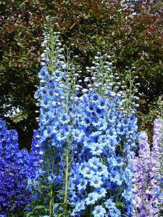 July’s Birthflower: The Lavish Larkspur