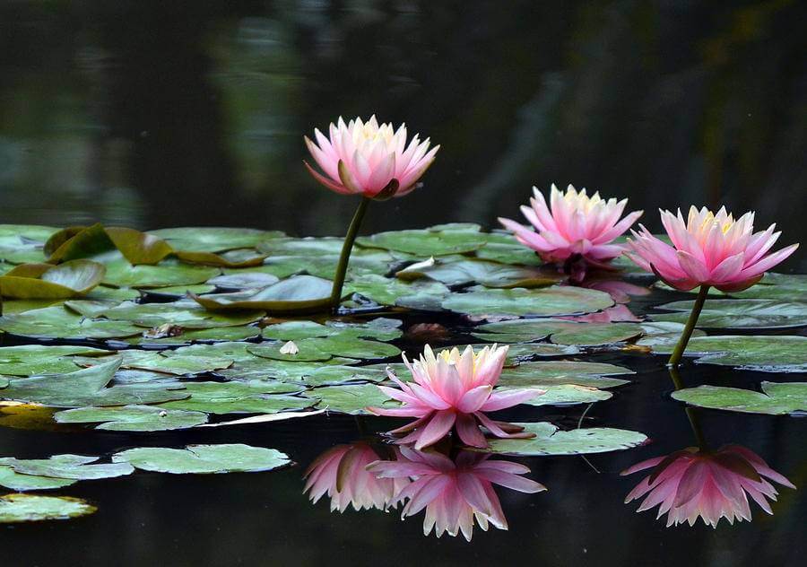 Water Lilly