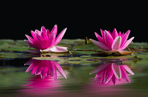 July’s Birthflower: The Wonderous Water Lily