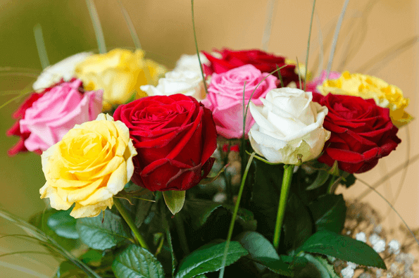 June’s Birthflower: The Romantic Rose