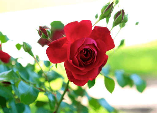 Rose