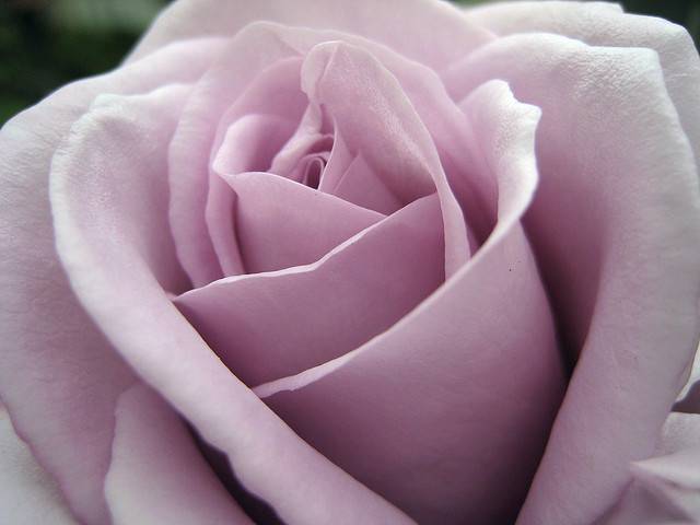 Lavender Rose