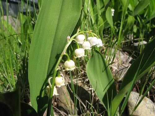 Lilly of the Valley