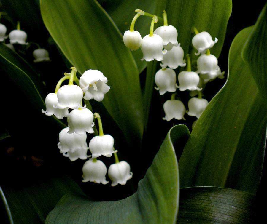 Lily Of The Valley 1