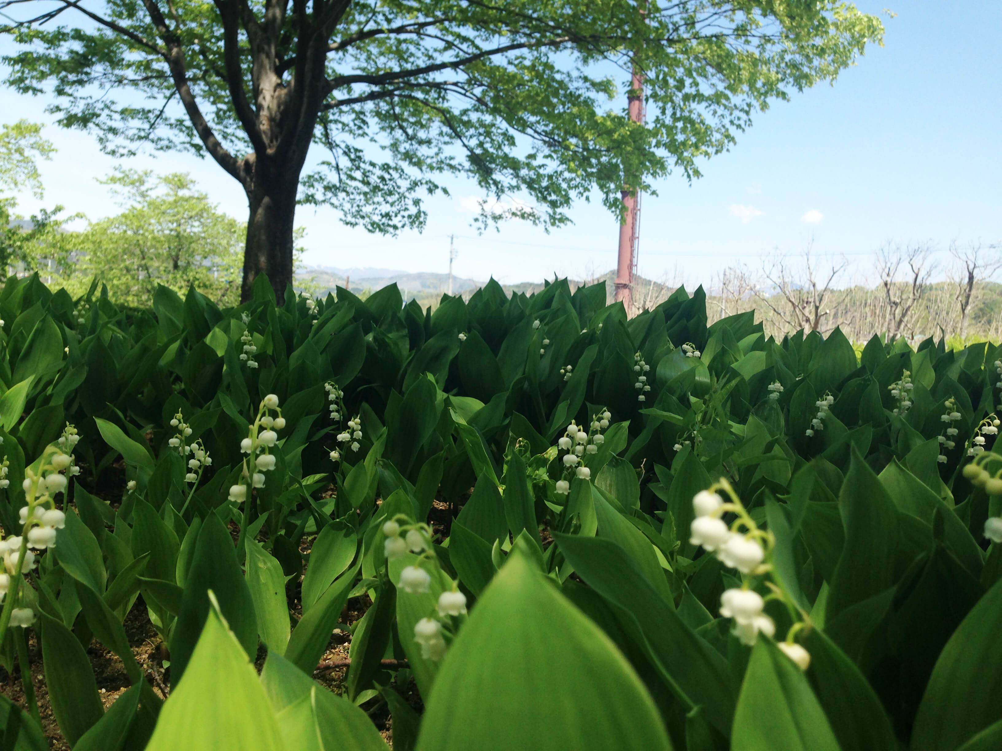 Lily Of The Valley, The Flower Of May