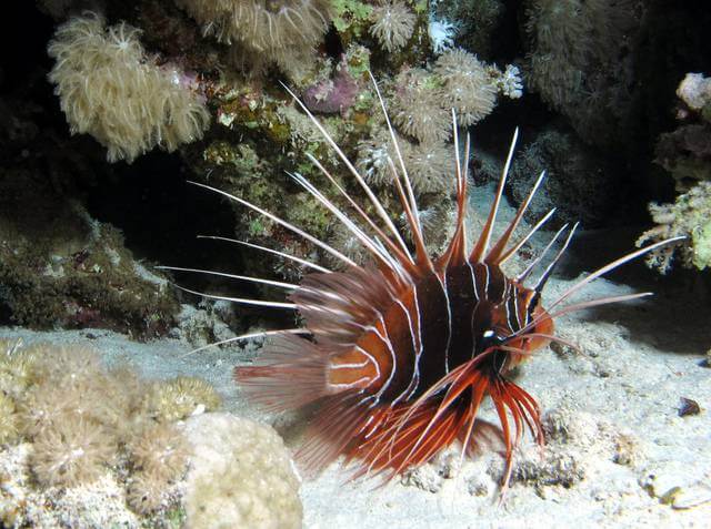 Lionfish