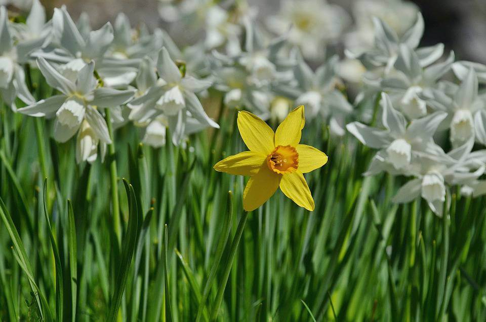 March's Birth Flower: The Dapper Daffodil - Avas Flowers