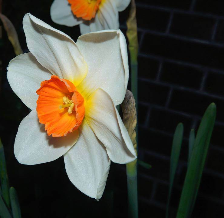 White and orange daffodil