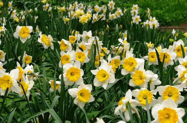 White and yellow daffodils