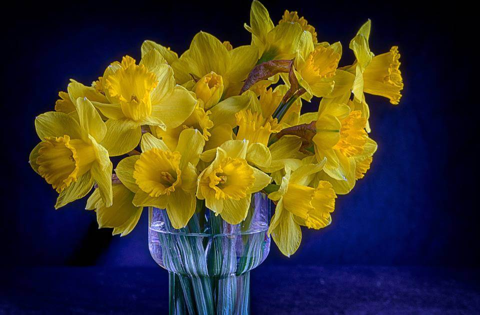 Yellow daffodils