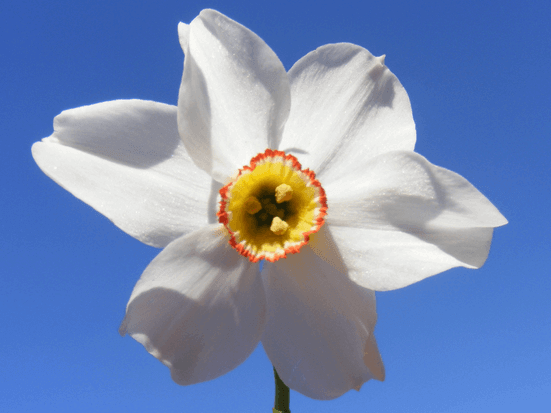 March’s Birthflower: The Delightful Daffodil