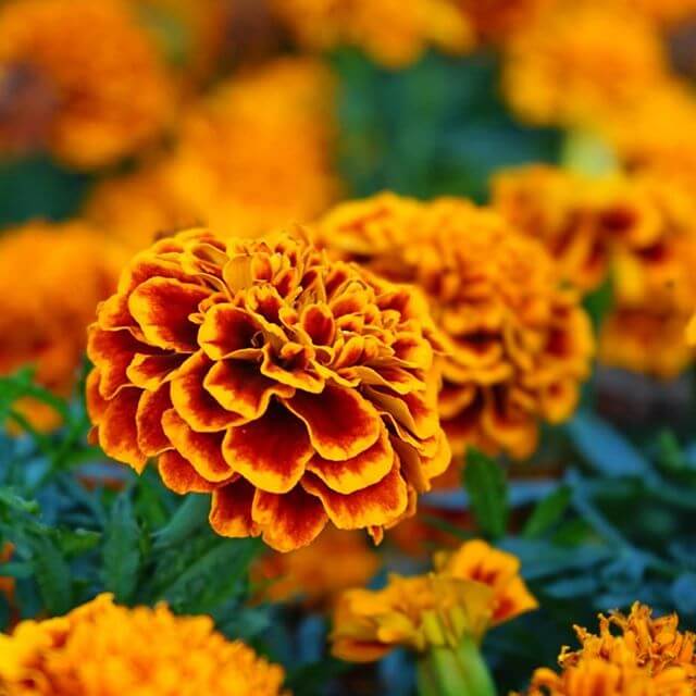 Marigolds