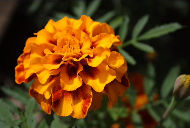 Marigolds: The First Sign Of Fall And October’s Birthflower