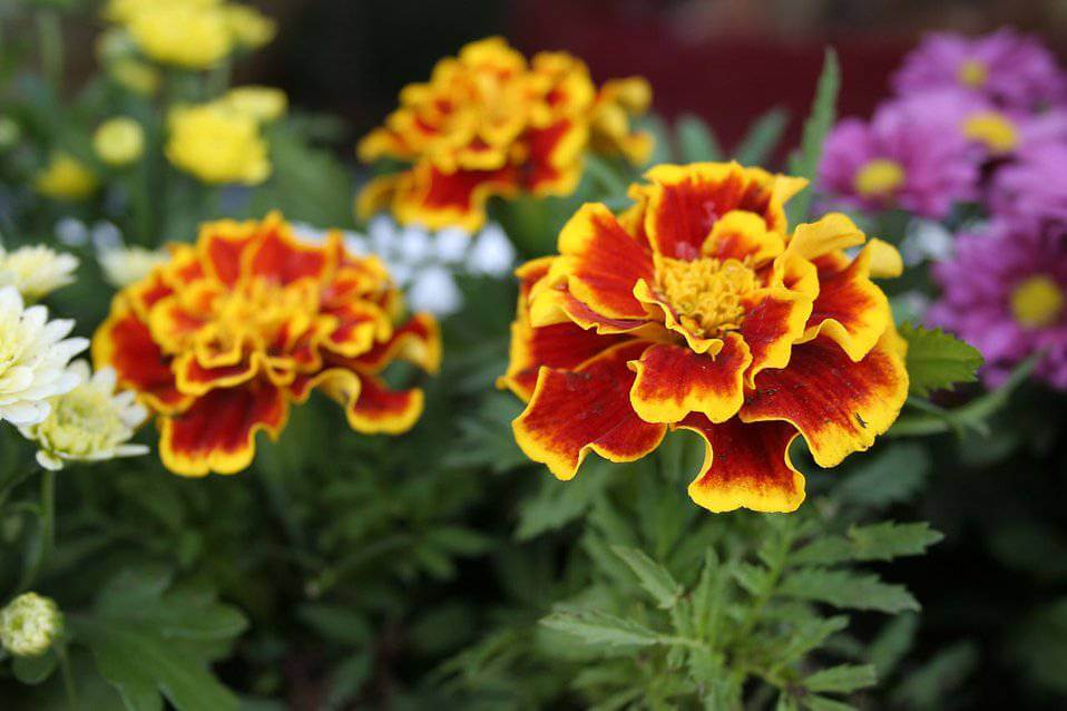 Red marigolds trimmed in yellow