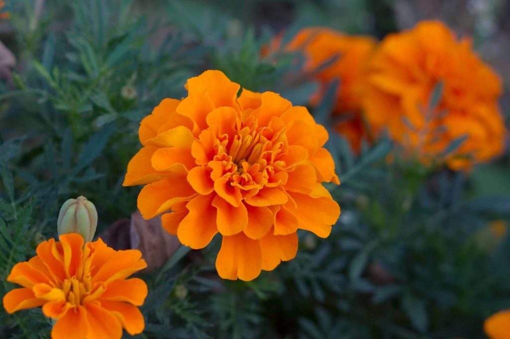 Orange Marigold