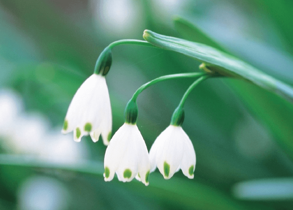 Lilly of the valley