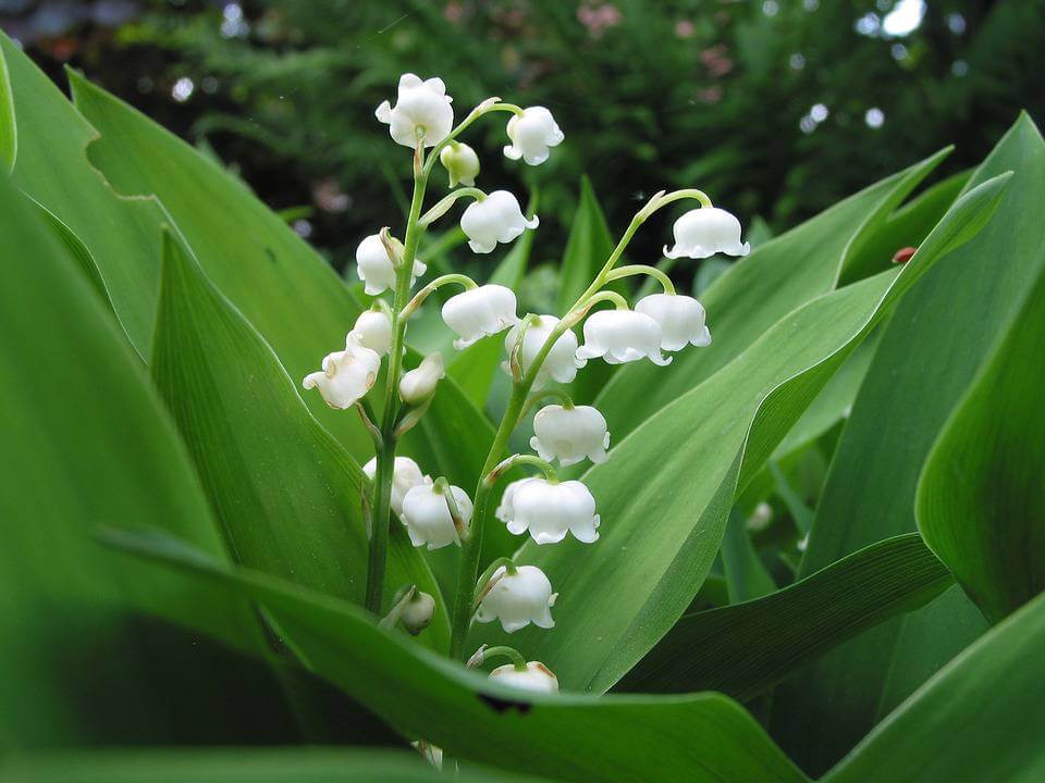 May S Birthflower The Lily Of The Valley Avas Flowers