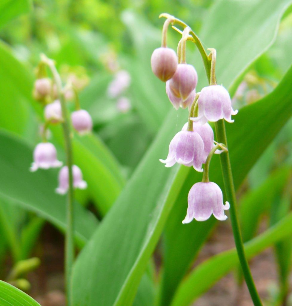 May’s Birthflower: The Lily of the Valley