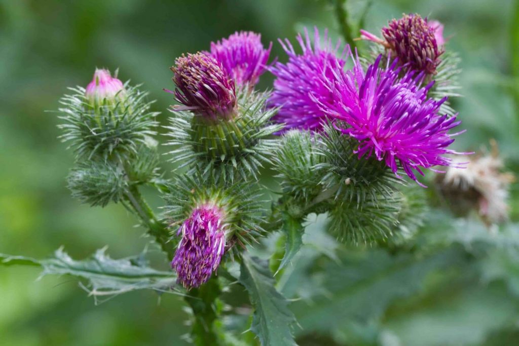 Milk Thistle