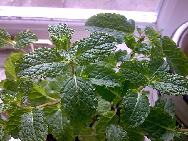 Mint Plant