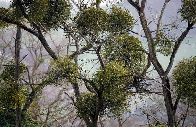 Mistletoe Tree