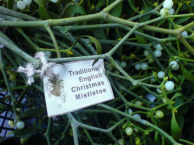 The History Behind Mistletoe