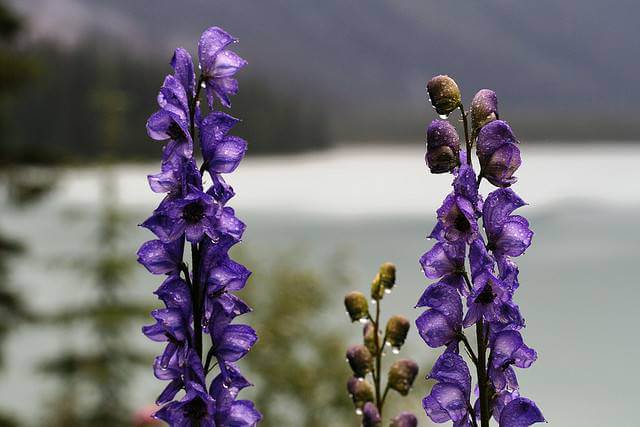 Monkshood