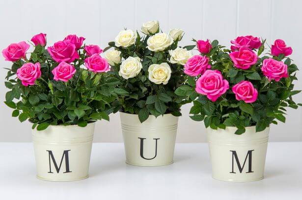 Mother's Day Gift Guide - Avas Flowers