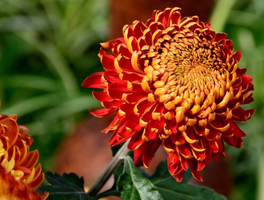 Colorful Chrysanthemum