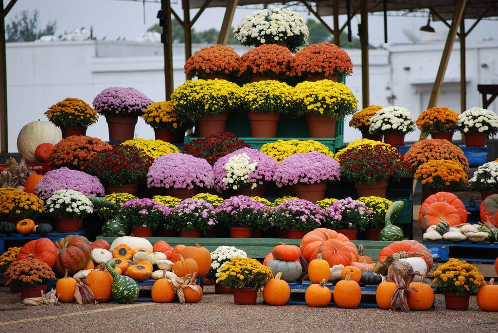 November’s Birthflower: The Colorful Chrysanthemum