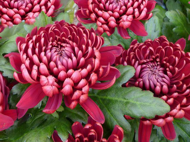 Pink Chrysanthemum