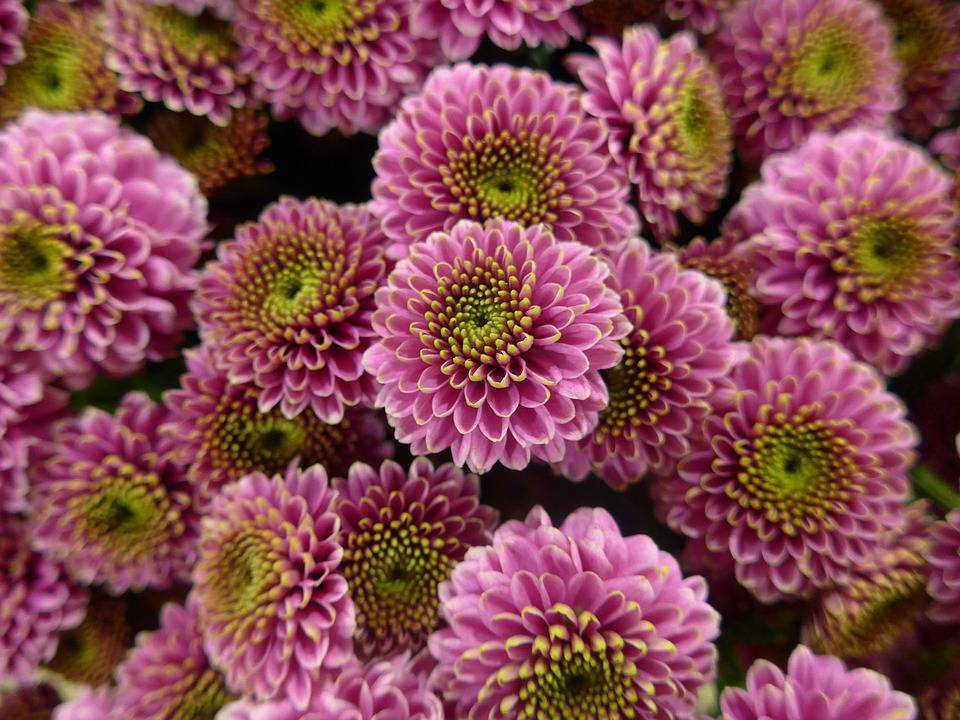 November’s Birthflower: The Cheerful Chrysanthemum