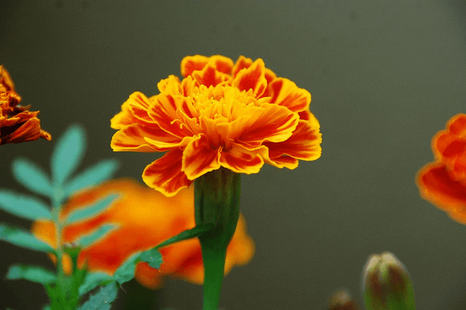 October’s Birthflower: The Marvelous Marigold