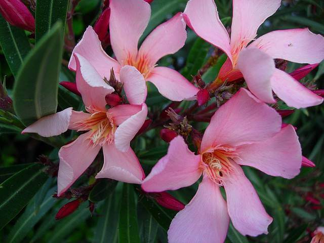 Oleander