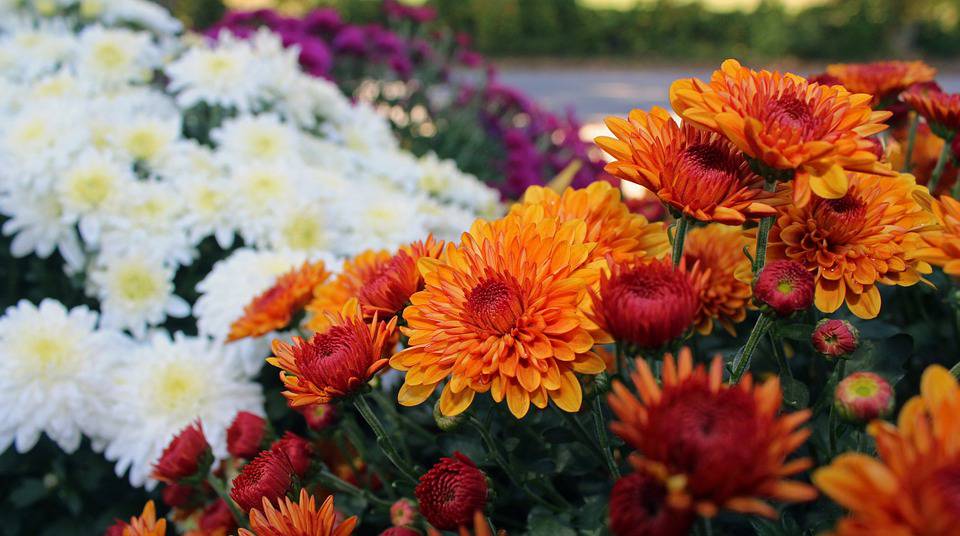 Our Favorite Fall Flower, The Chrysanthemum