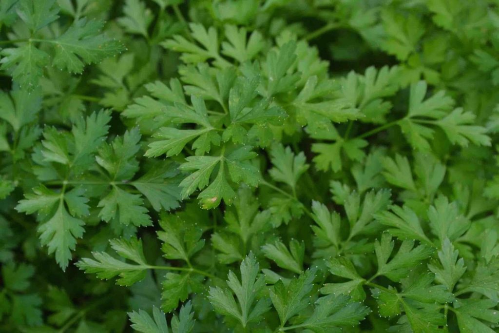 Parsley