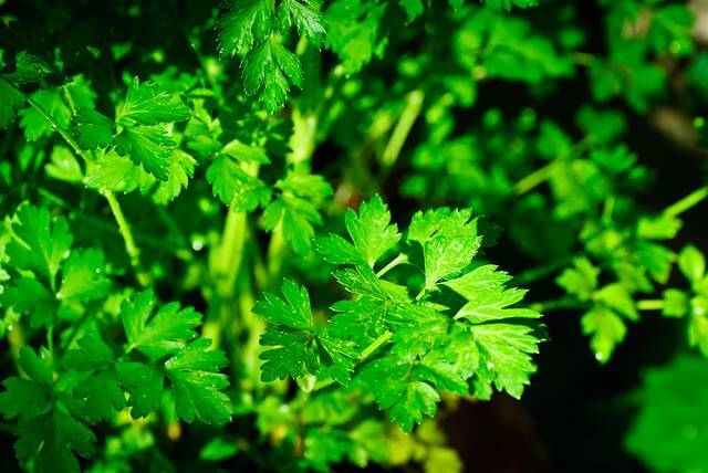 Parsley Plant